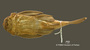 Ancistrus spinosus FMNH 8942 holo v